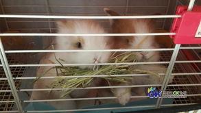 国产垂耳兔长大样子视频,从萌宝到成兔的蜕变之旅